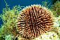 Sea Urchin